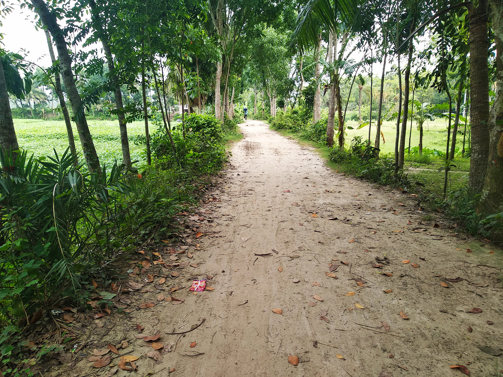 Xiaomi Redmi 5 sample photo. Village road photography