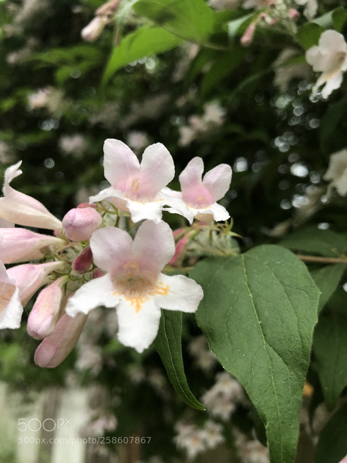 Apple iPhone X sample photo. Light pink photography