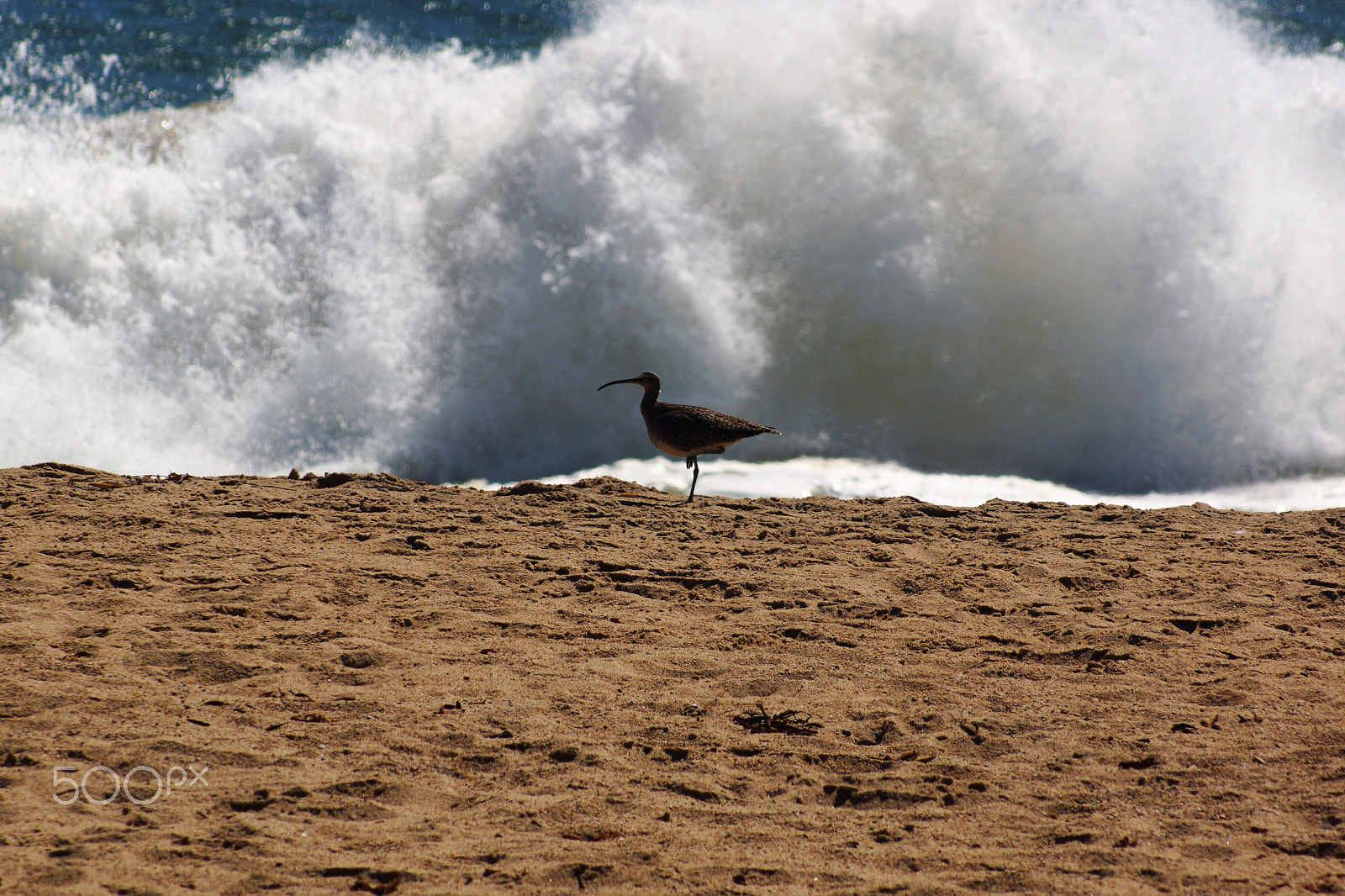 Sony SLT-A77 + Sony 75-300mm F4.5-5.6 sample photo. Bird wave photography