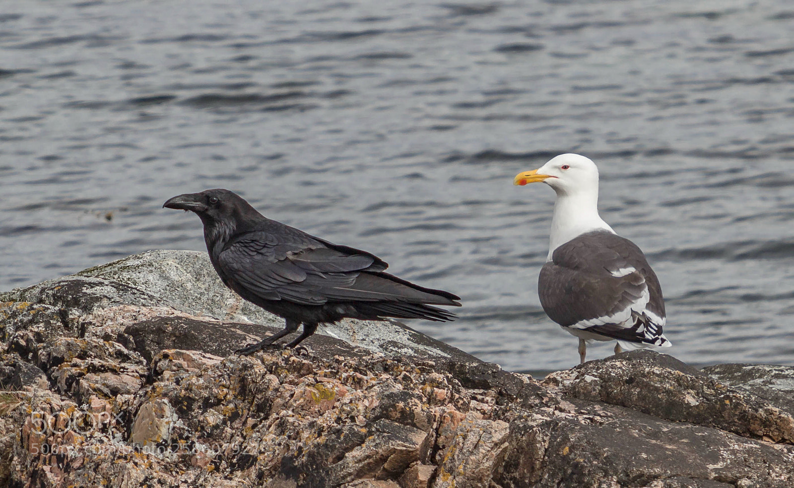Canon EOS 600D (Rebel EOS T3i / EOS Kiss X5) sample photo. Ravengull photography