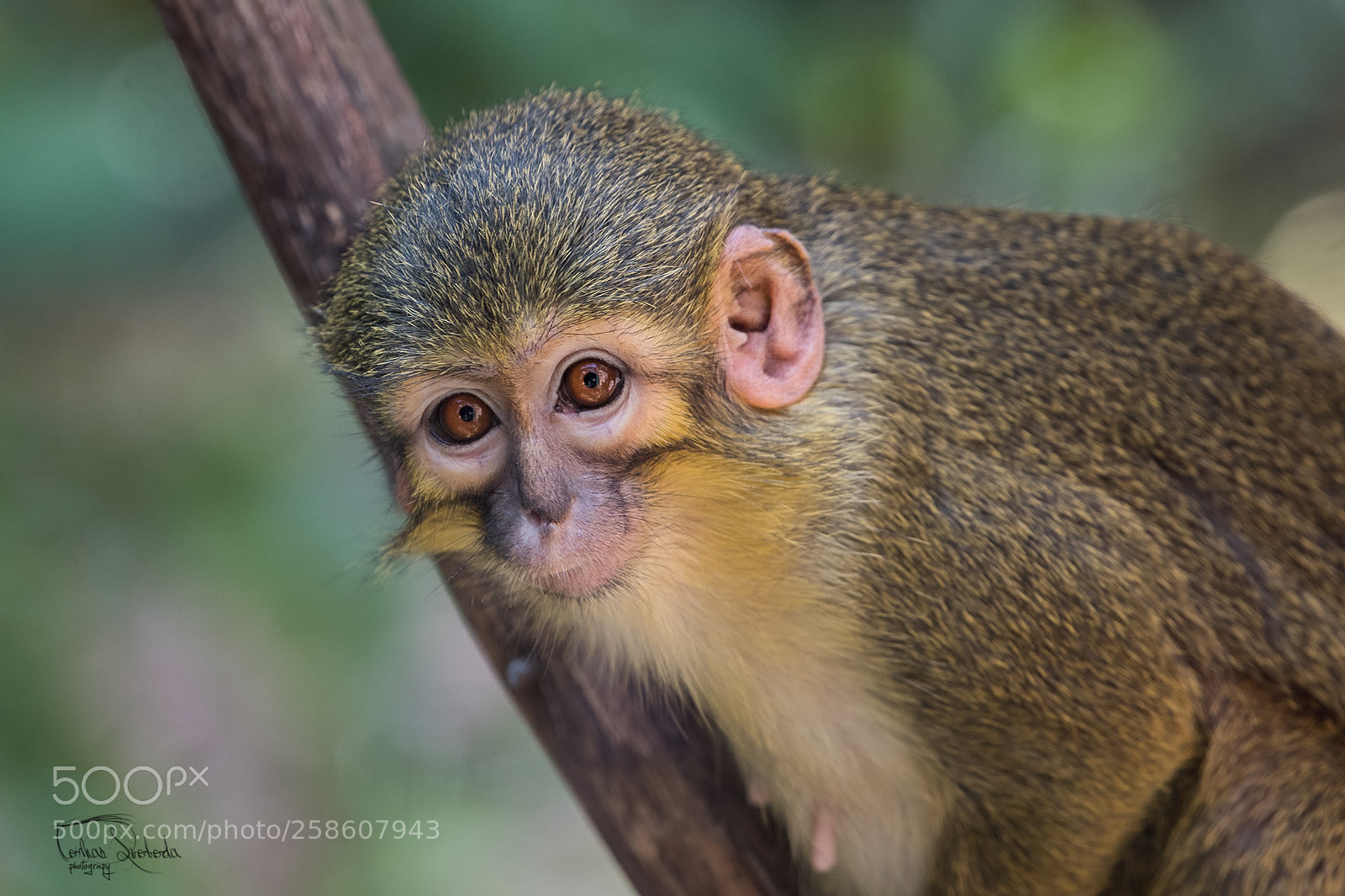 Nikon D750 sample photo. The gabon talapoin miopithecus photography
