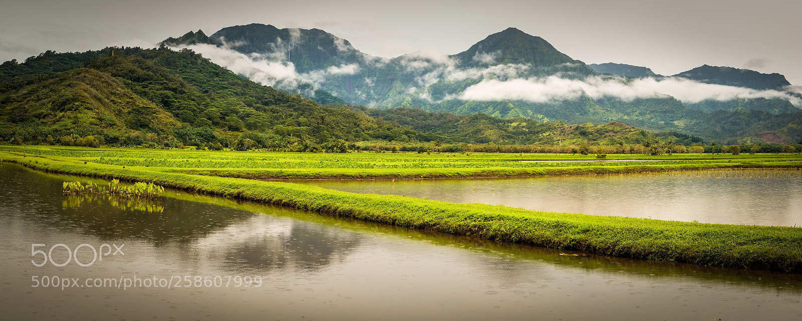 Sony a7R III sample photo. Kauai taro fields photography