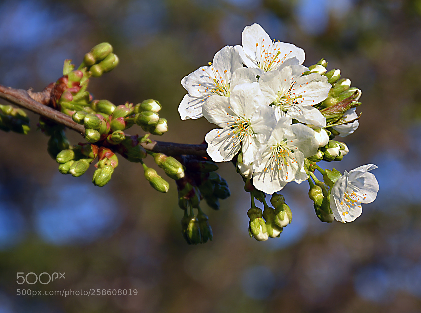 Nikon D5200 sample photo. Spring in white photography