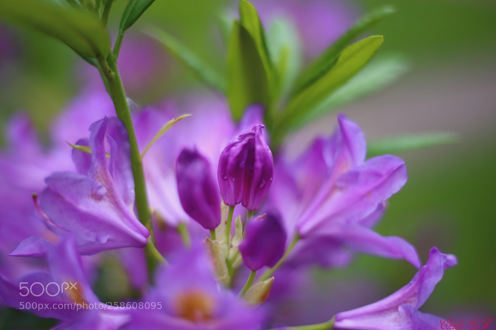 Canon EOS 6D sample photo. Untitled photography