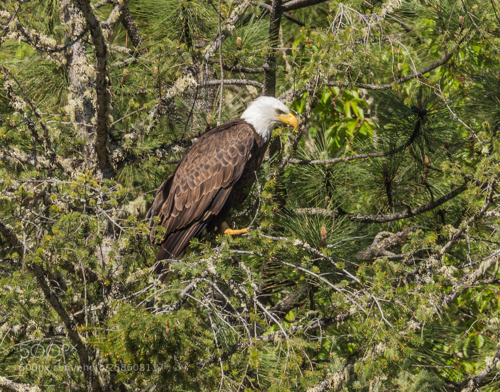Canon EOS 600D (Rebel EOS T3i / EOS Kiss X5) sample photo. Bald eagle photography
