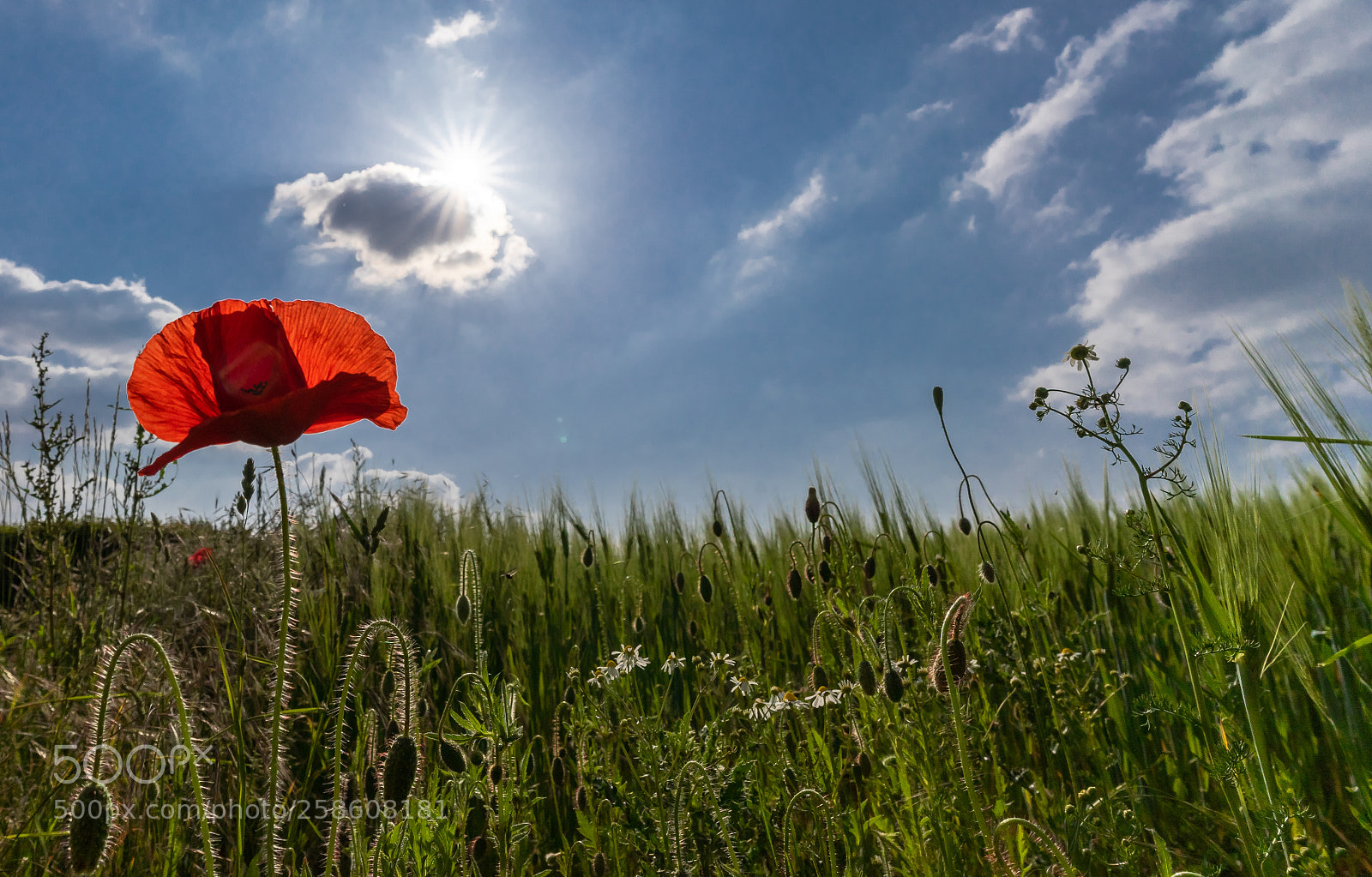 Sony a7 II sample photo. Frühlingserwachen photography