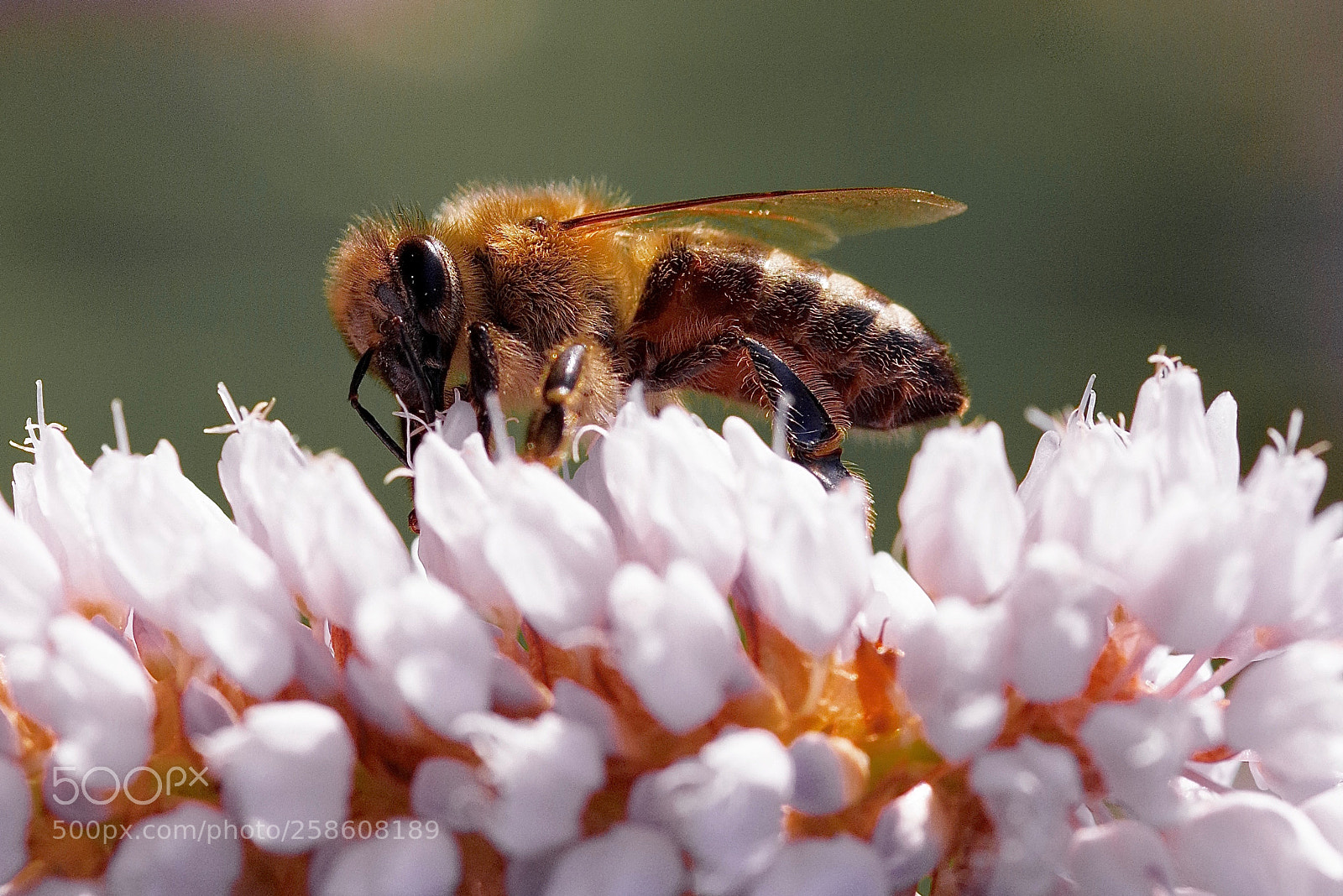 Pentax K-1 sample photo. Bee in the blossom photography