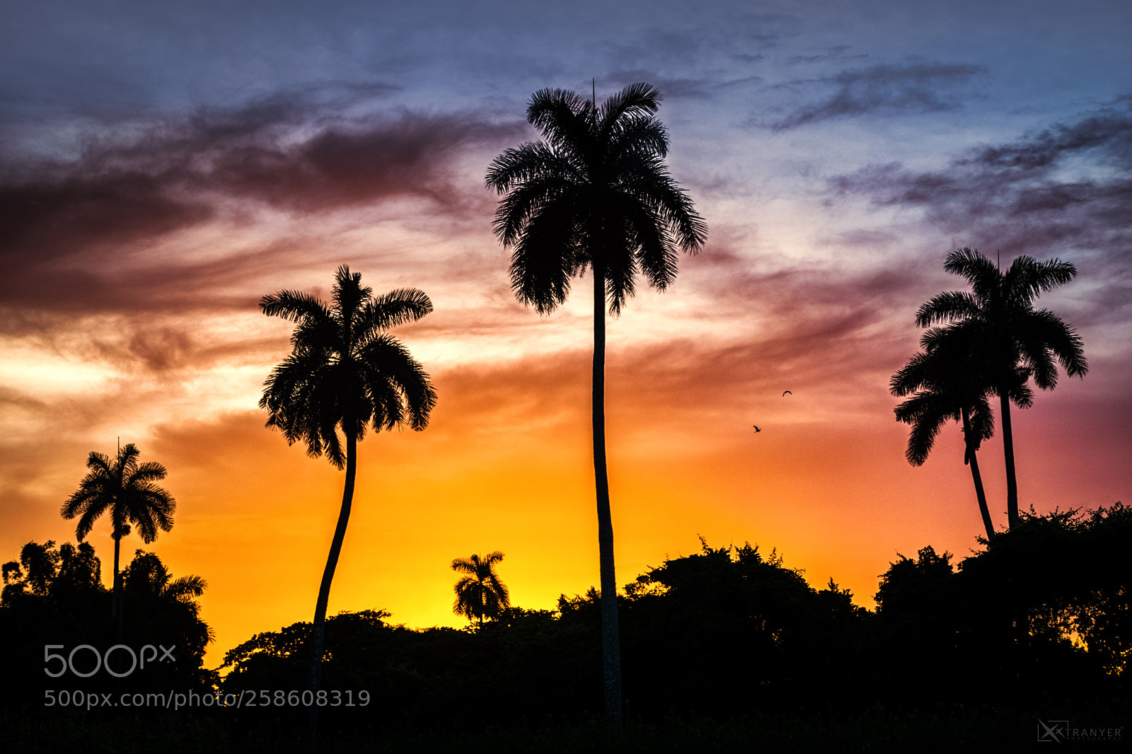 Nikon D5300 sample photo. Summer sunset photography