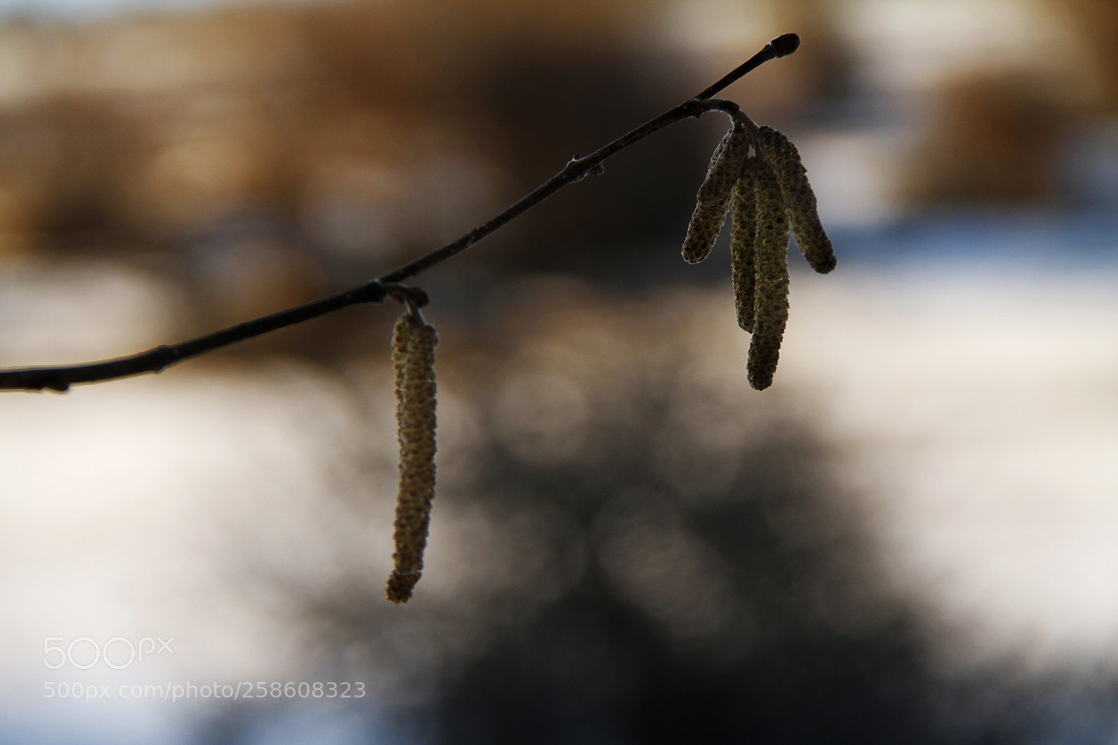 Canon EOS 7D sample photo. Untitled photography