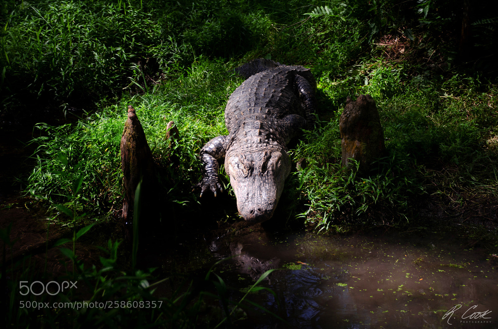 Nikon D5100 sample photo. Sneaky gator photography