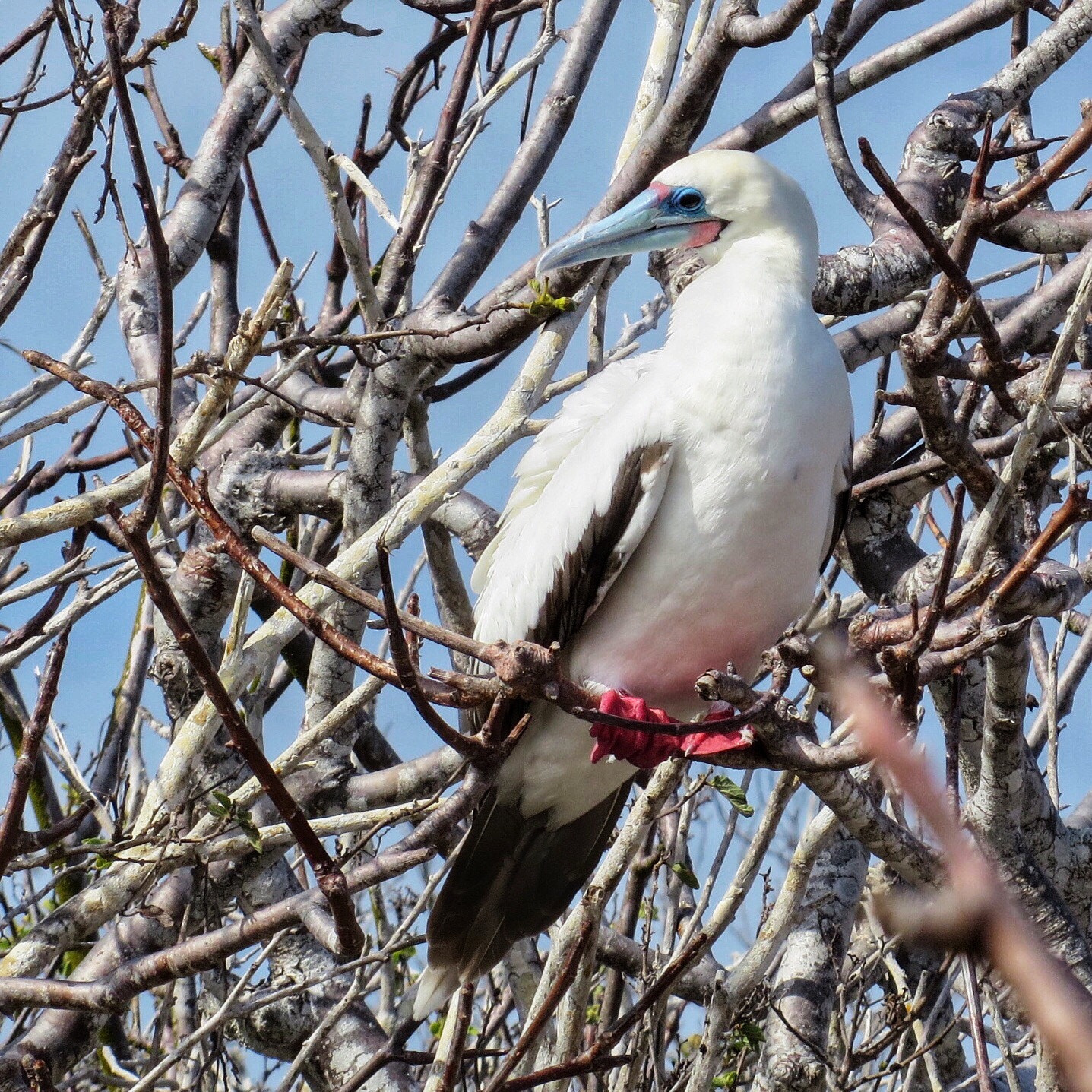 Canon PowerShot SX280 HS sample photo. Red-footed booby  photography