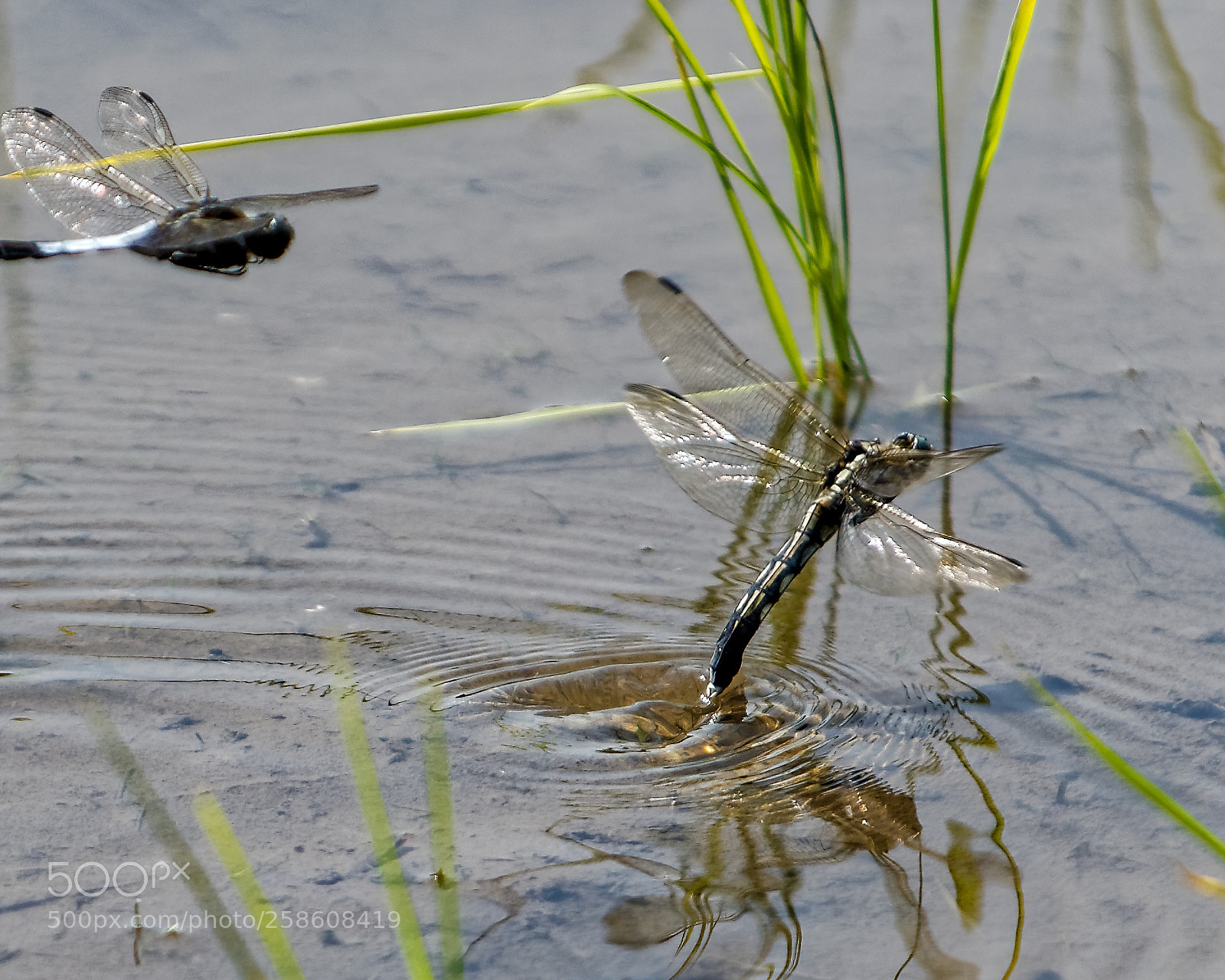 Nikon D500 sample photo. Spawning photography