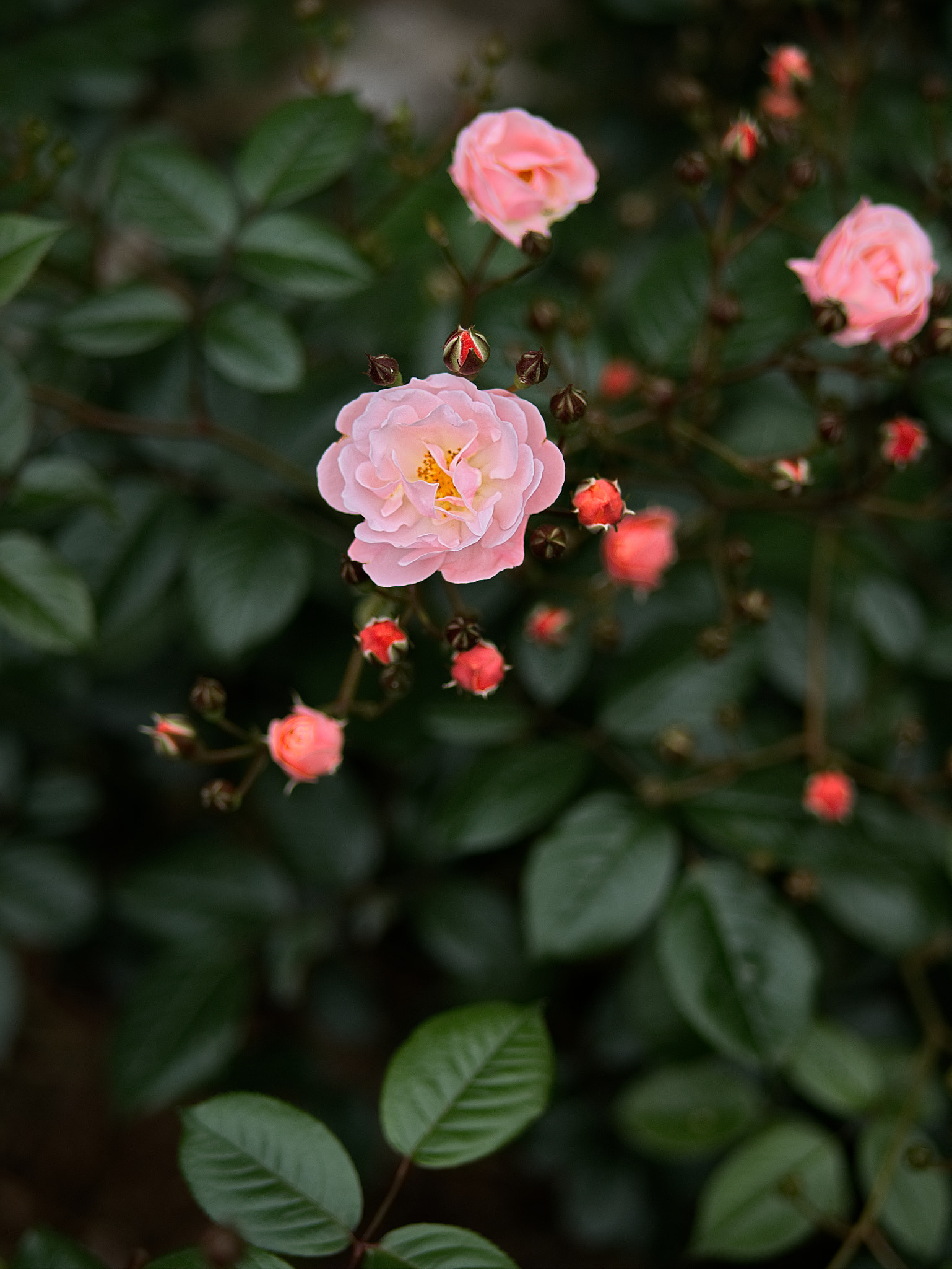 Panasonic Lumix DC-GX9 sample photo. Le printemps dans la ville photography