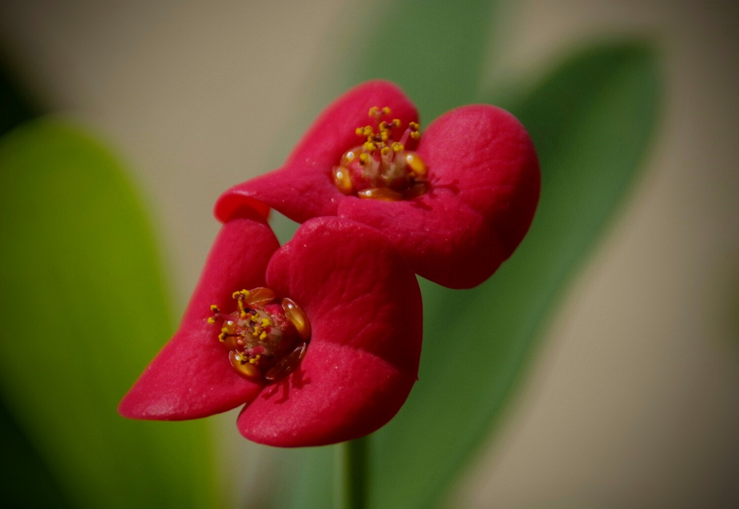 Pentax K-70 sample photo. Thorn crown photography
