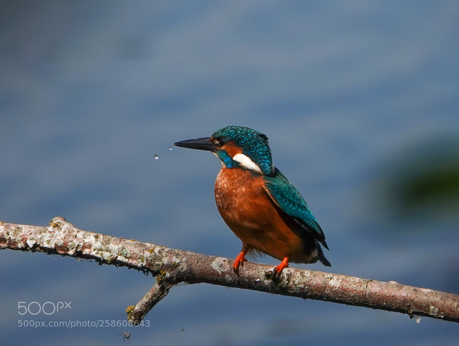 Sony Cyber-shot DSC-RX10 IV sample photo. Kingfisher photography