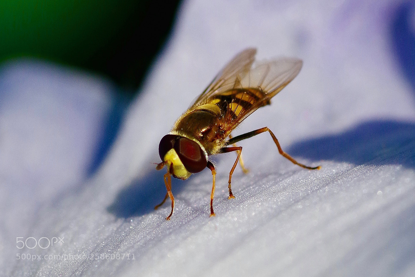 Pentax K-1 sample photo. Wasp photography