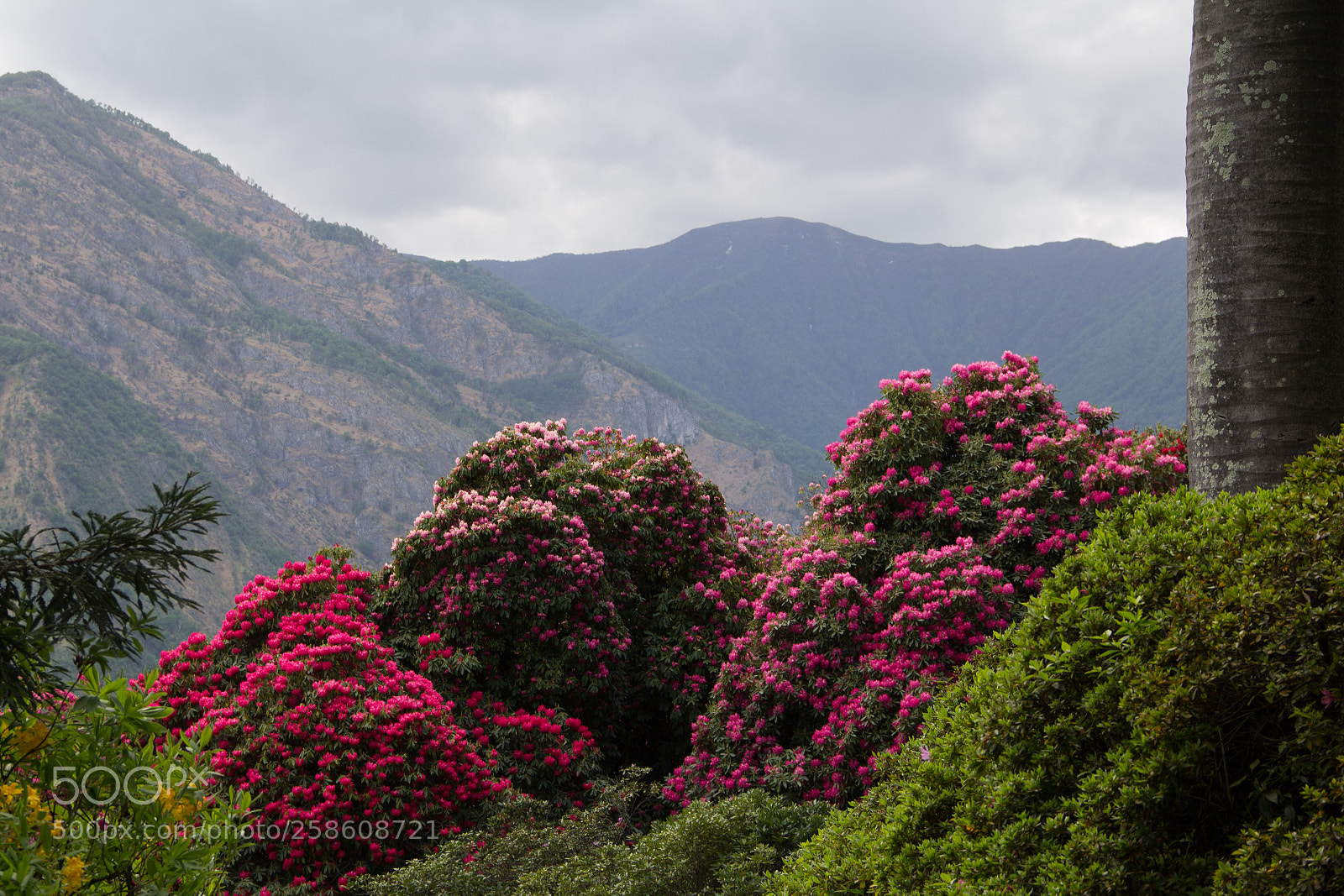Canon EOS 60D sample photo. Flowering rhododendron trees photography