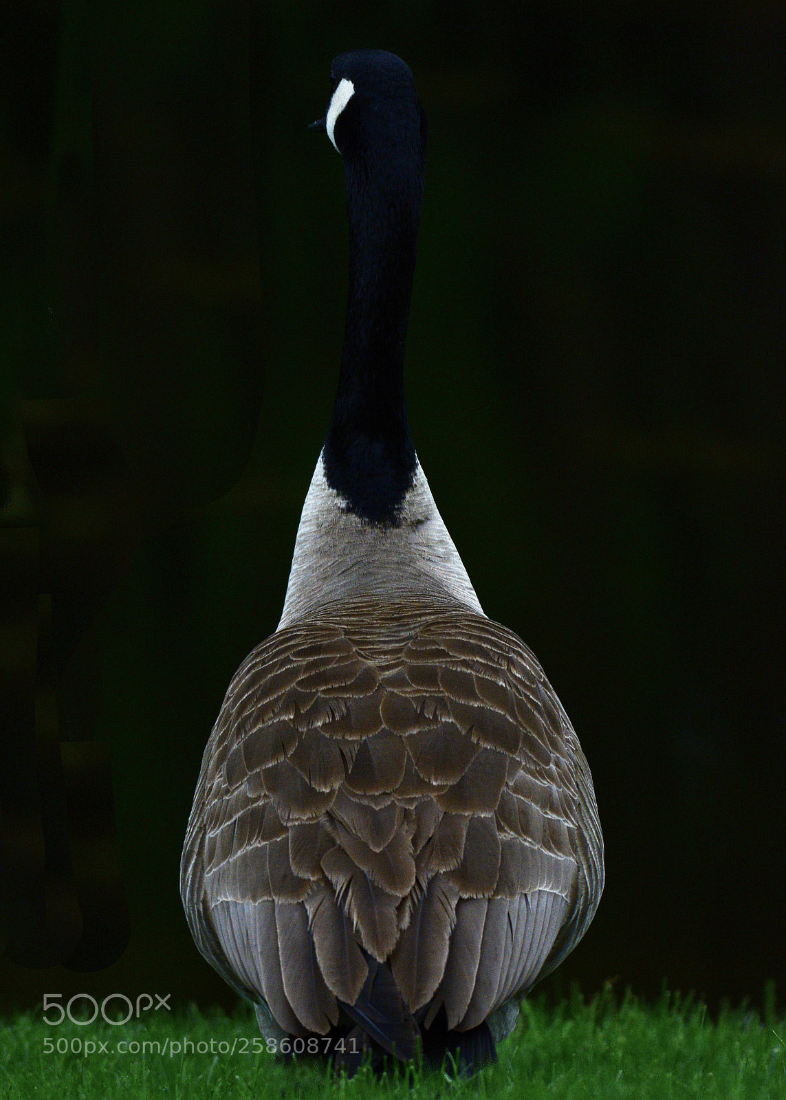 Nikon D7100 sample photo. Night watch..... photography