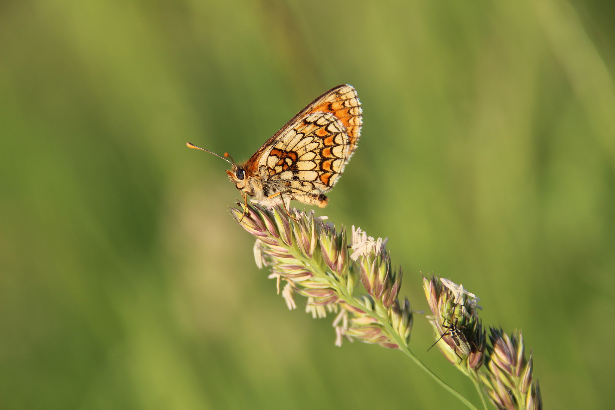 Canon EOS 1300D (EOS Rebel T6 / EOS Kiss X80) + Sigma 18-200mm f/3.5-6.3 DC OS sample photo. Butterfly photography