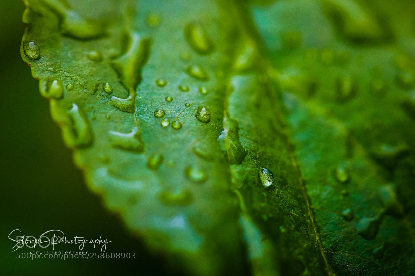 Canon EOS 80D sample photo. Rainy morning editedimg photography