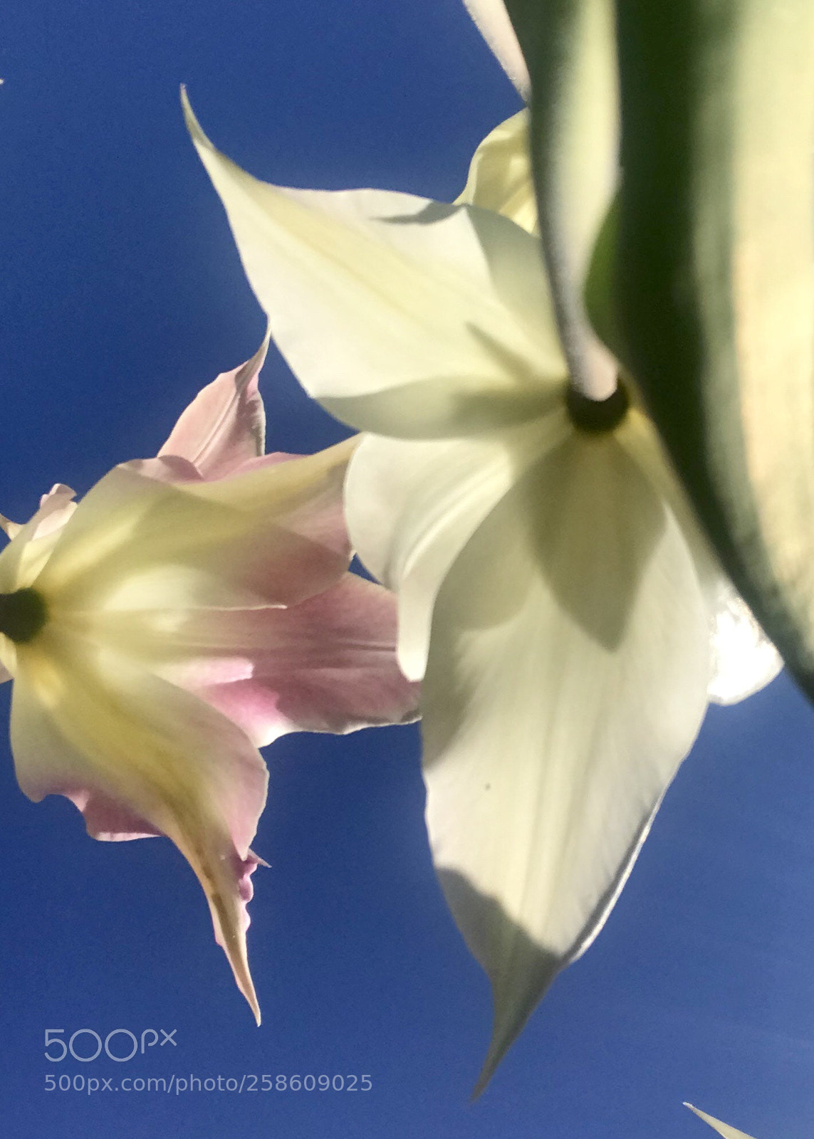 Apple iPhone 7 sample photo. Reaching for the sky photography