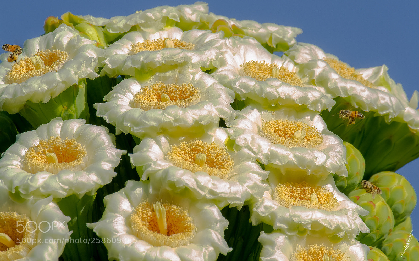 Canon EOS 7D sample photo. Saguaro's in bloom! photography