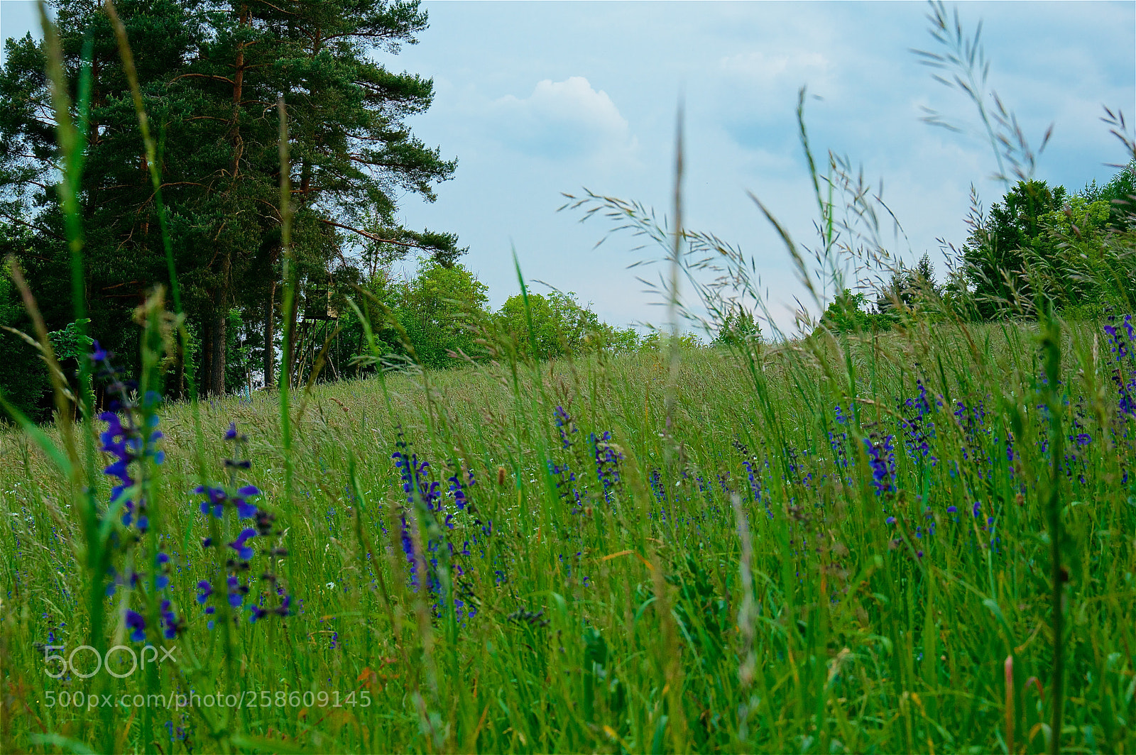 Pentax K-3 II sample photo. Spring grassland photography