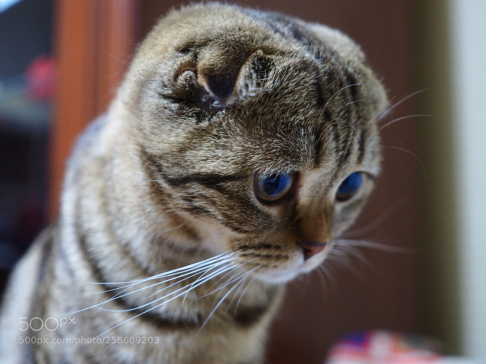 Olympus OM-D E-M10 II sample photo. Toffy photography