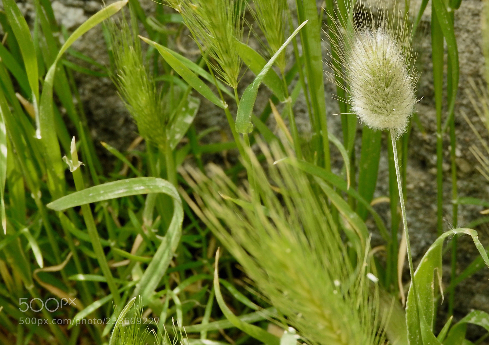 Nikon Coolpix P610 sample photo. Untitled photography