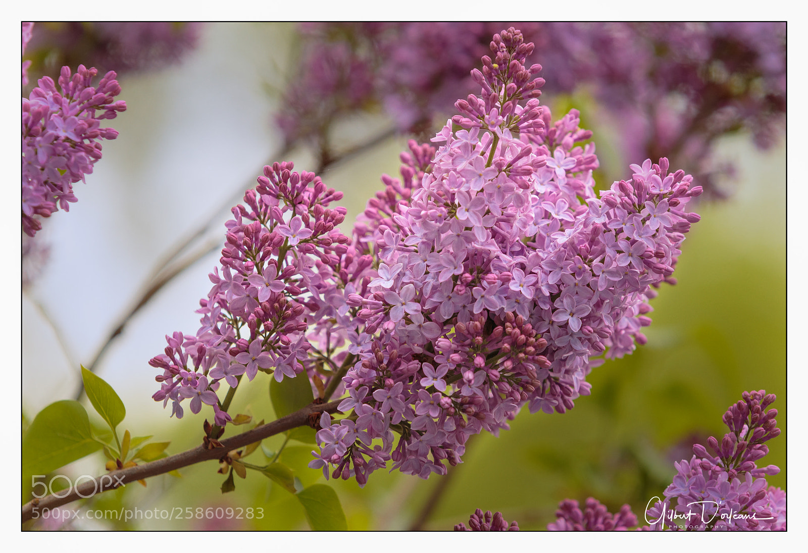 Canon EOS 6D sample photo. Lilas photography