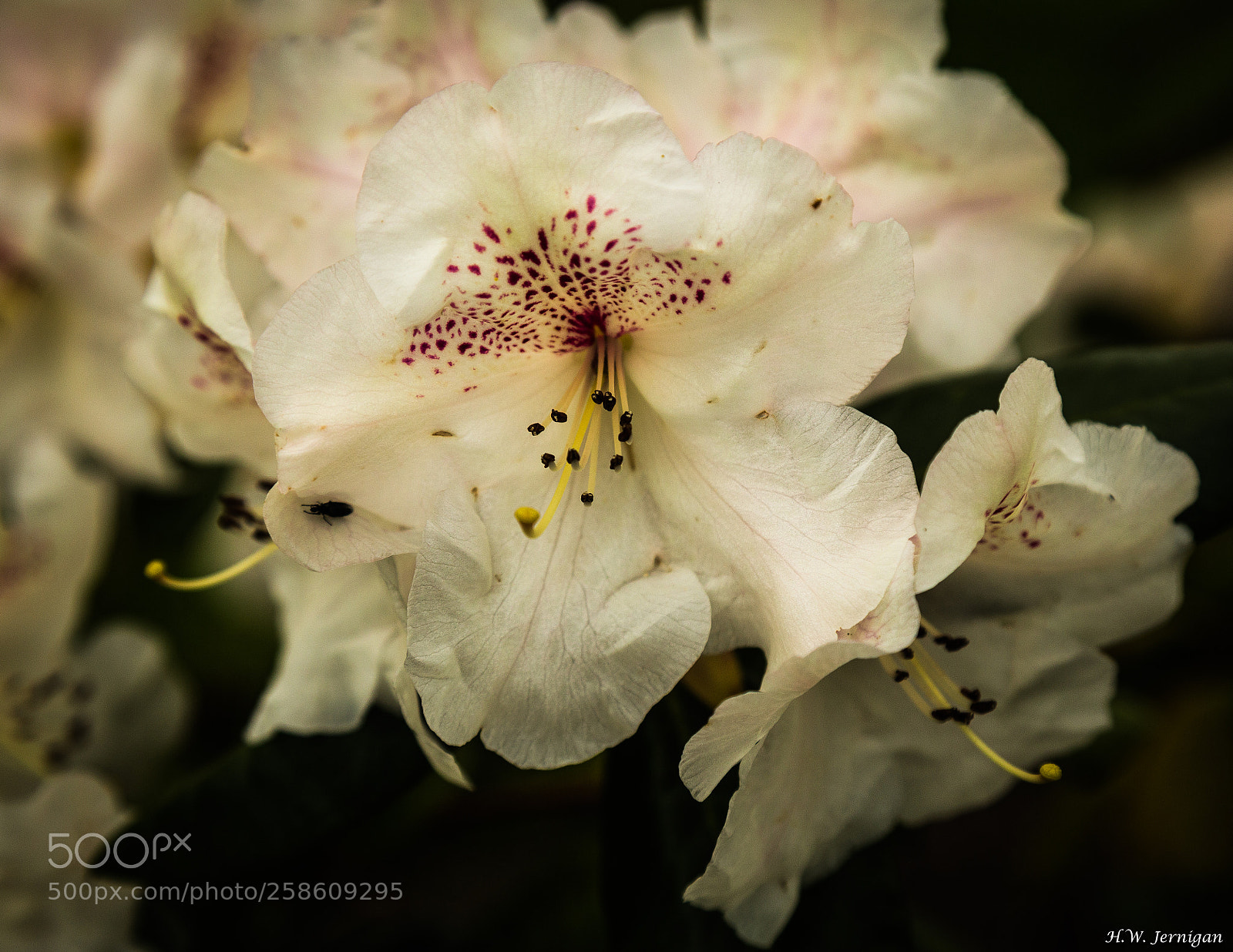 Canon EOS 6D sample photo. Rhododendron photography