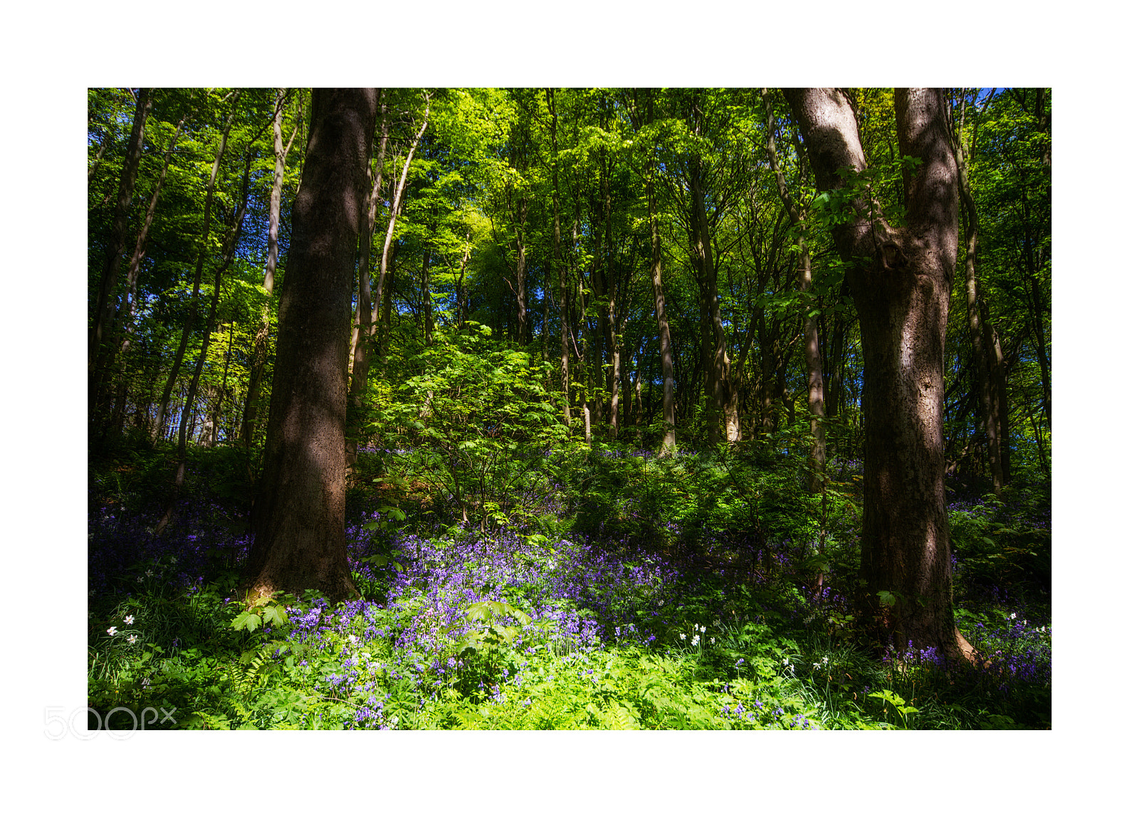Canon EOS 7D sample photo. Woodland 2 photography
