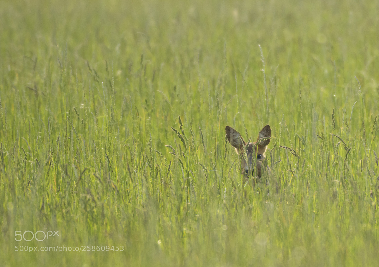 Nikon D3300 sample photo. Roe deer photography