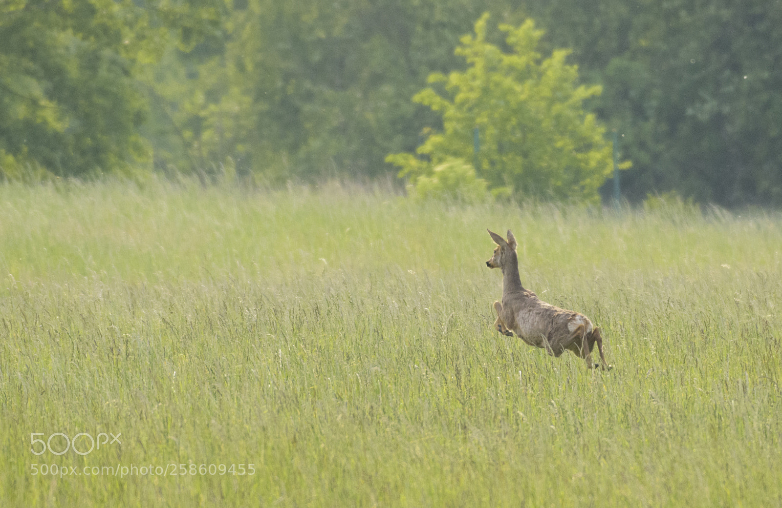 Nikon D3300 sample photo. Roe deer photography