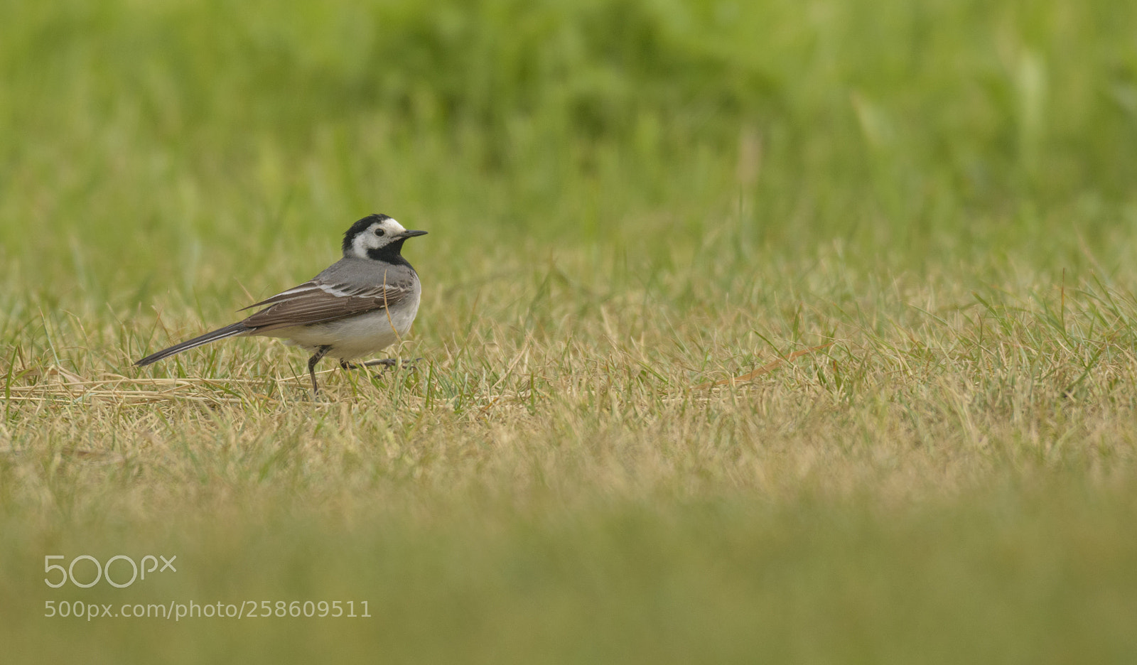 Nikon D3300 sample photo. White wagtail photography
