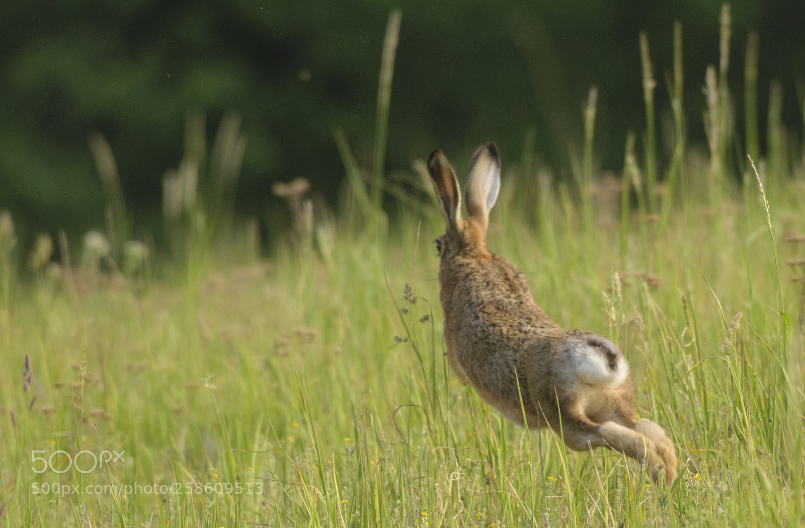 Nikon D3300 sample photo. European hare photography