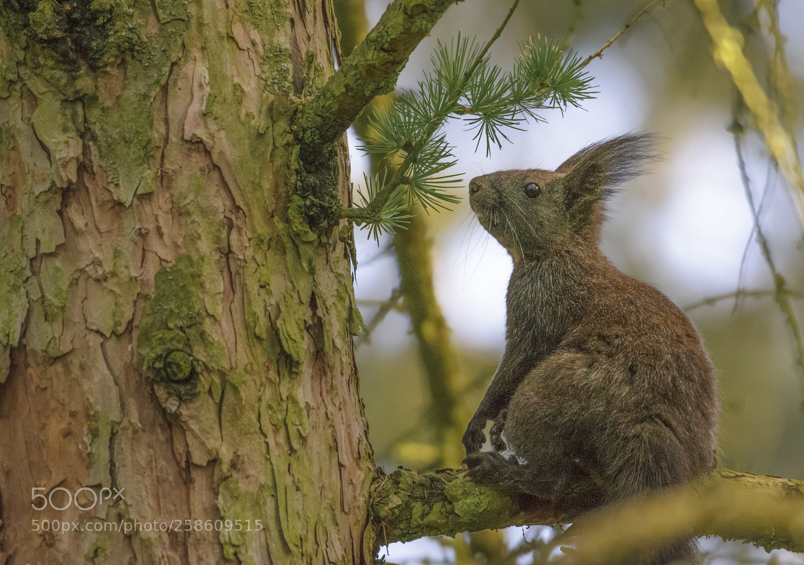 Nikon D3300 sample photo. Red squirrel photography