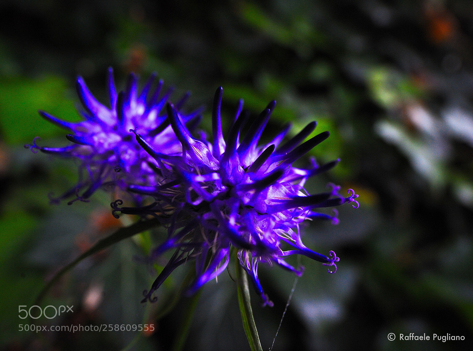 Nikon D3 sample photo. Flowers .. alien ?? ^__^ photography