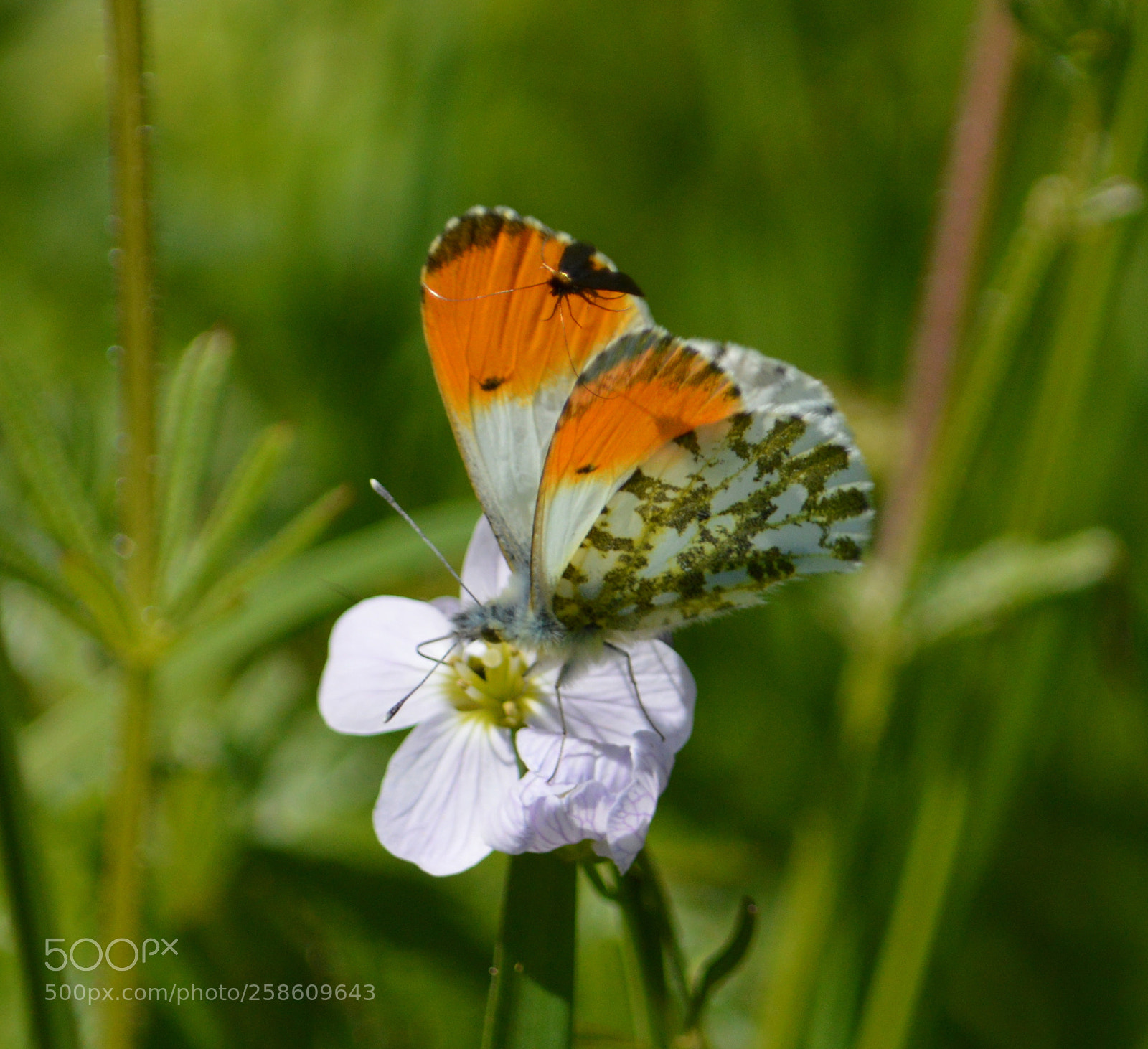 Nikon D3200 sample photo. Orange-tip butterfly photography