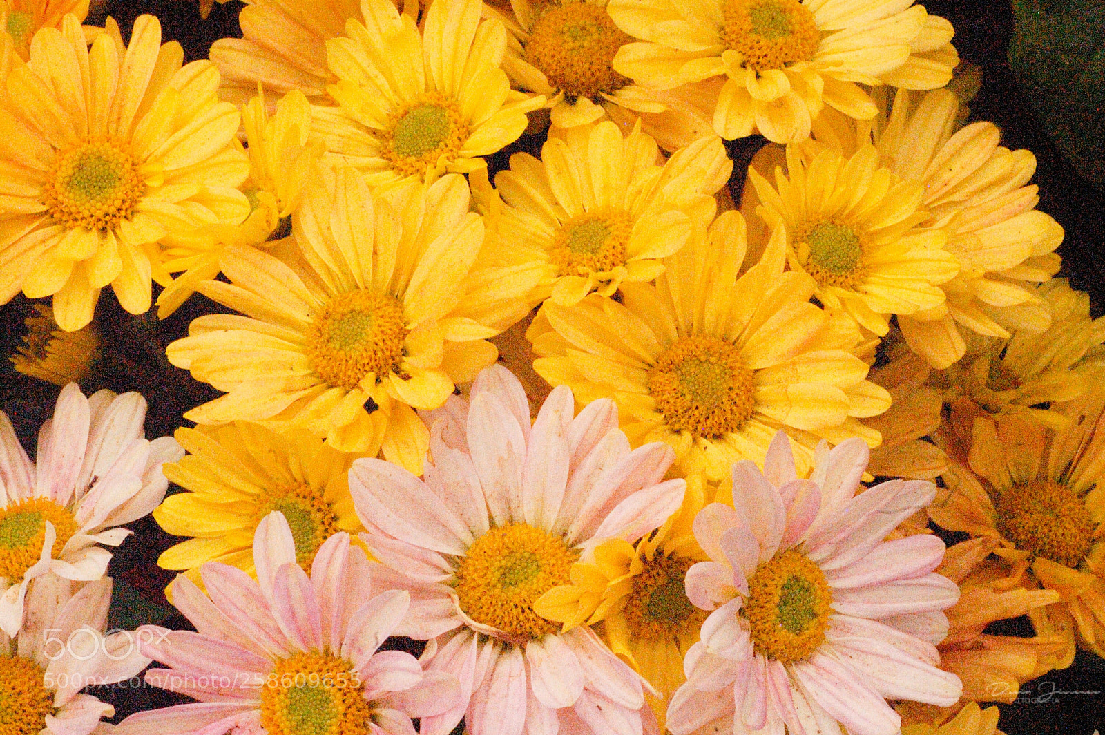 Nikon D50 sample photo. Flores photography