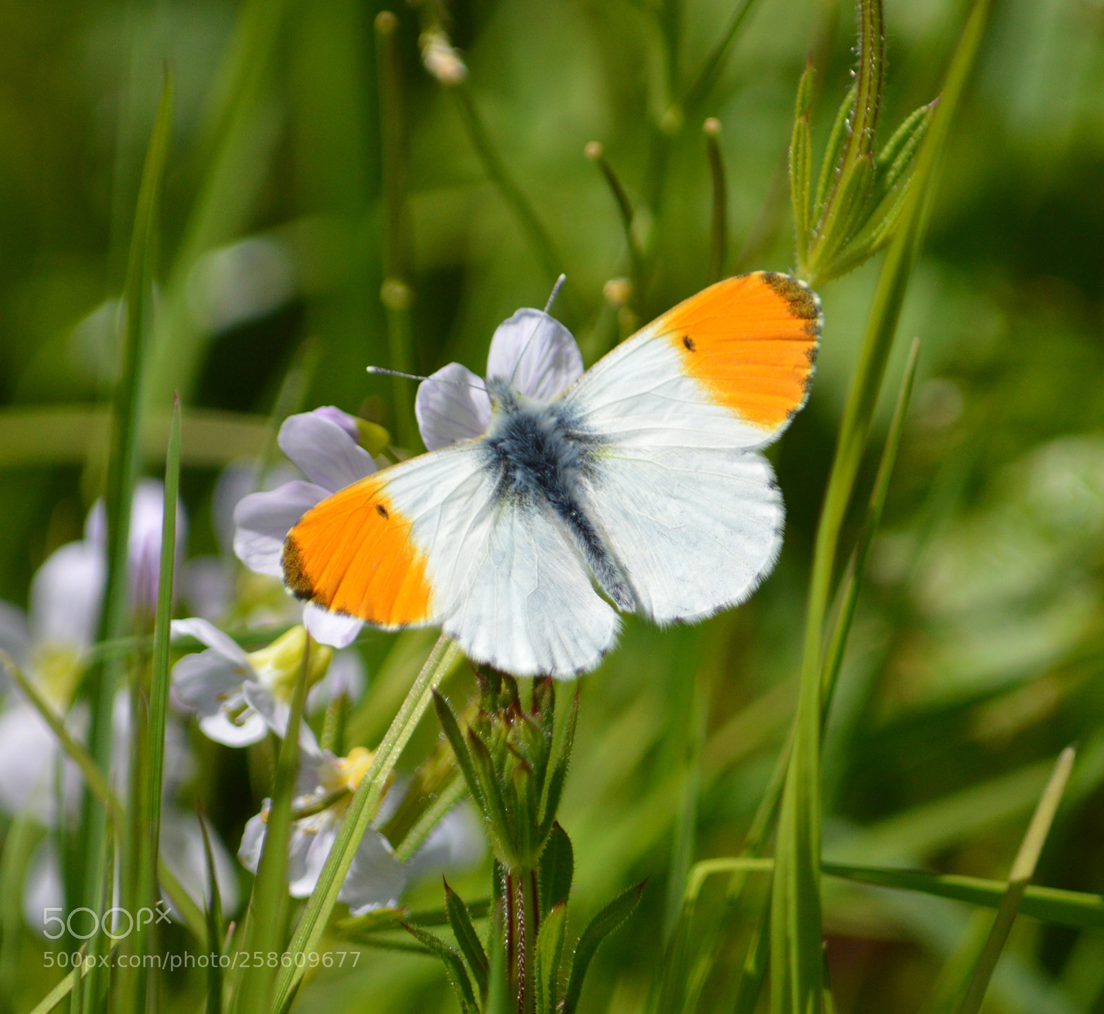 Nikon D3200 sample photo. Orange-tip butterfly photography