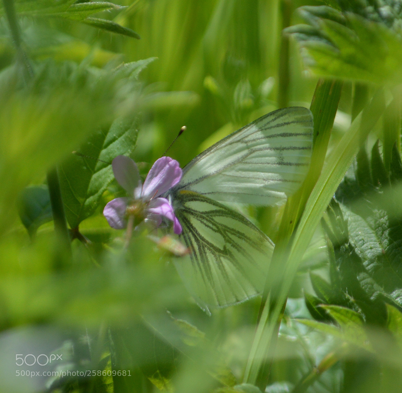 Nikon D3200 sample photo. Green veined butterfly photography