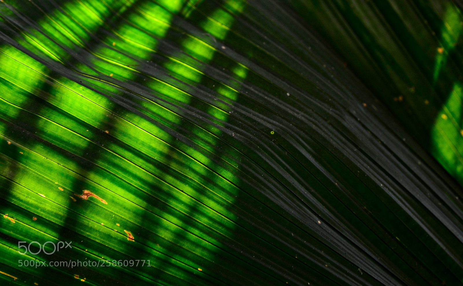 Nikon D5200 sample photo. Palm leave photography