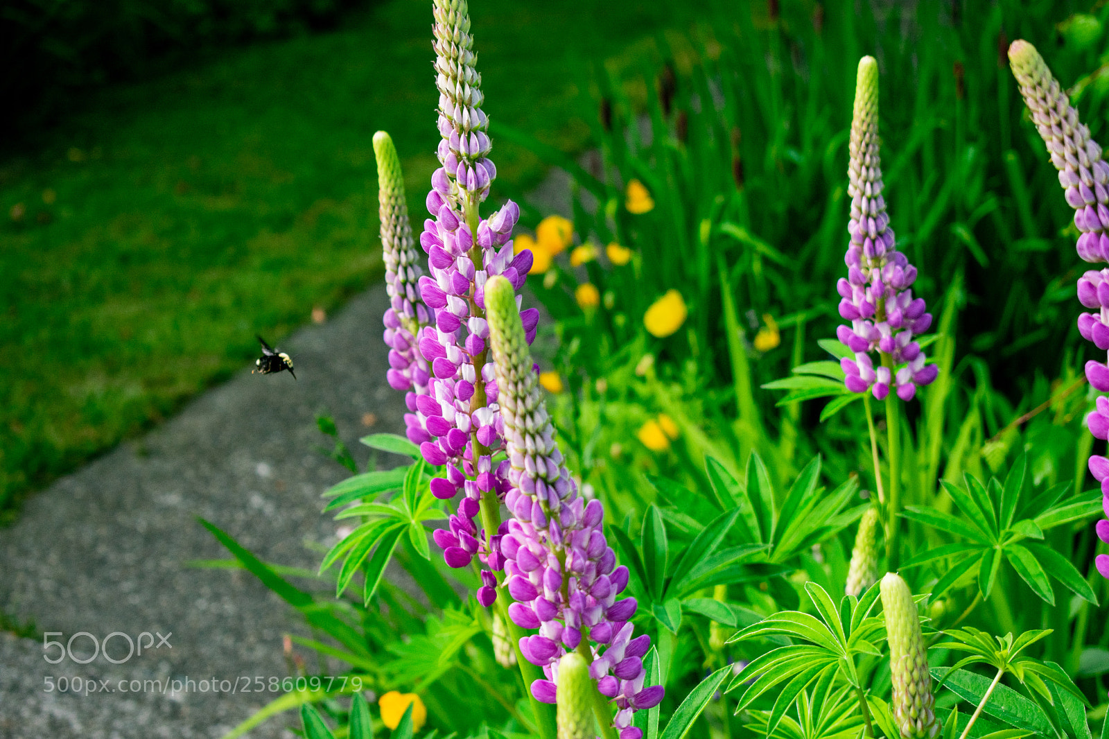 Nikon D3400 sample photo. Bee photography