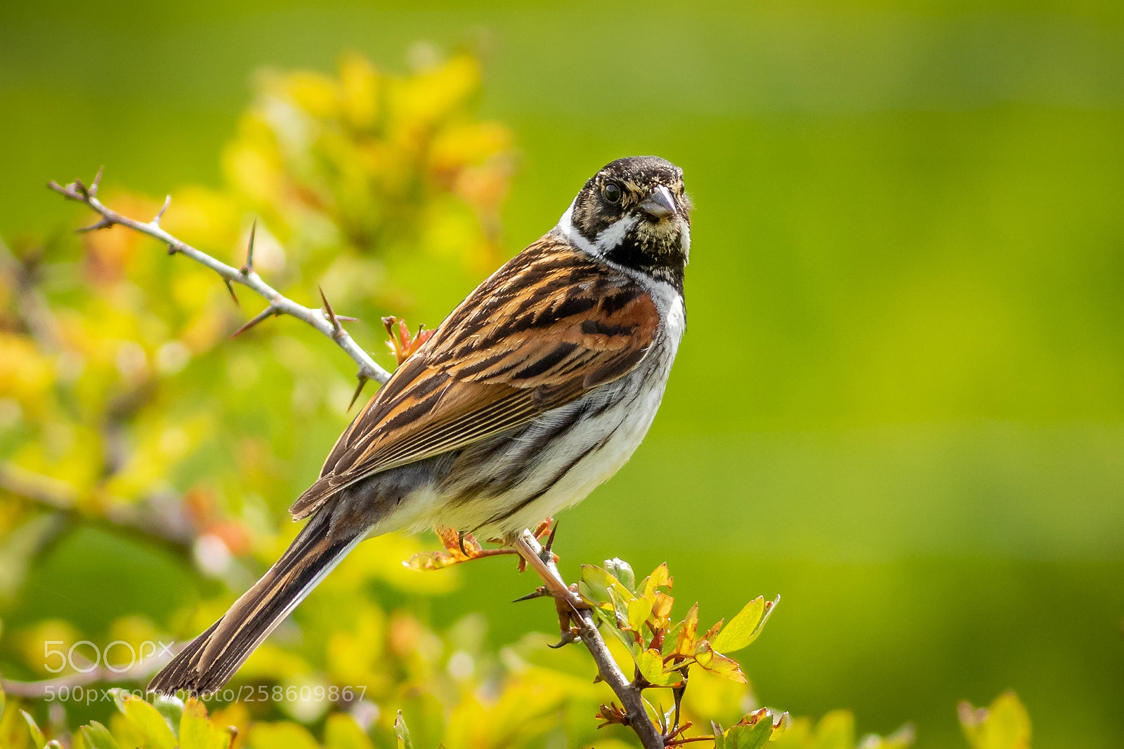 Canon EOS 7D Mark II sample photo. Reed bunting photography