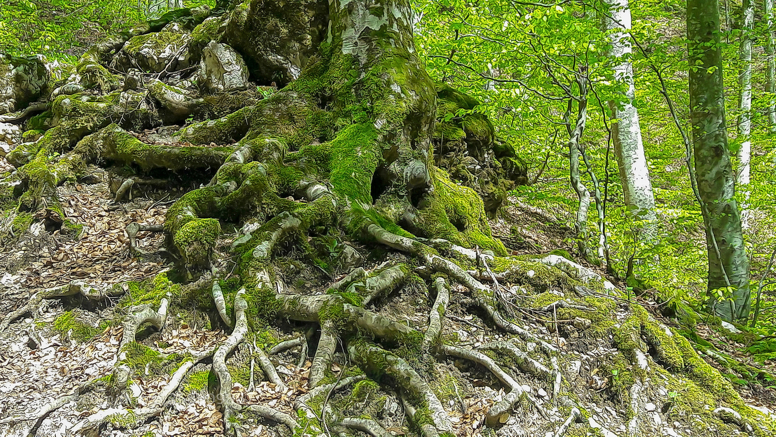 Samsung Galaxy A5(2016) sample photo. Beech roots photography
