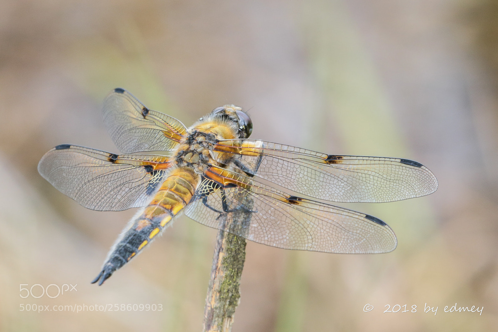 Canon EOS 7D Mark II sample photo. Four spotted chaser photography