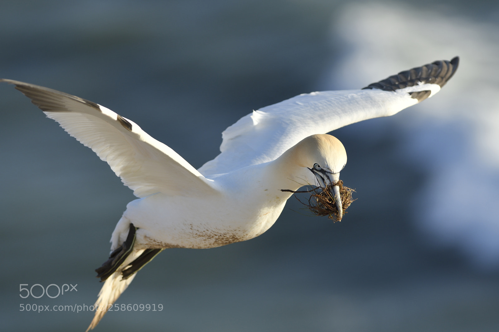 Nikon D500 sample photo. Northern gannet photography