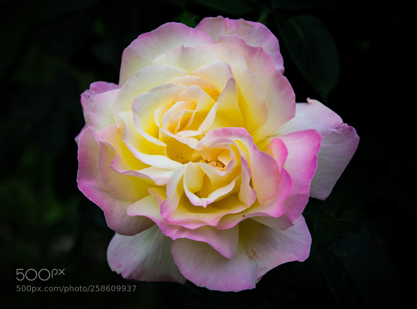 Nikon D7200 sample photo. Natural beauty. photography