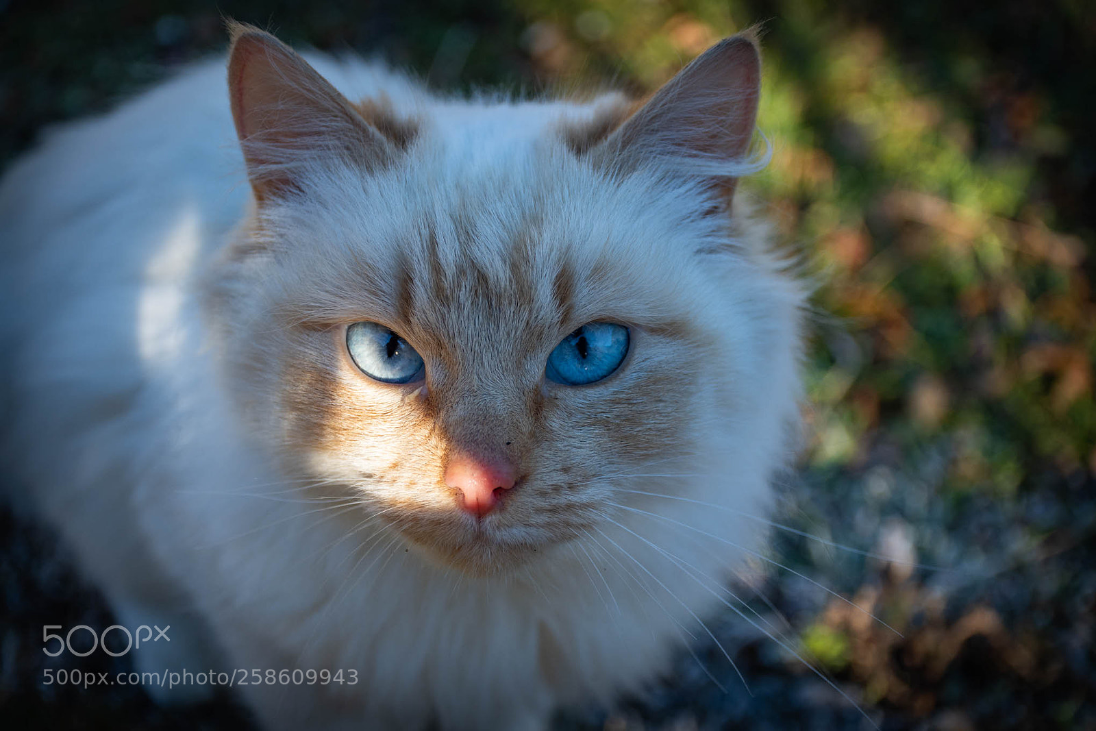 Nikon D7500 sample photo. Gato photography